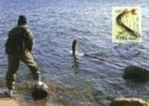 Ahvenanmaa 1990 - Maksimikortti 5 Vapaa-ajan kalastus, Hauki Ahvenanmaa 1990 - Maksimikortti 5 Vapaa-ajan kalastus, Hauki