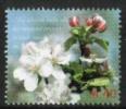 Eesti, Viro 2002 - Spring Flowers Eesti, Viro 2002 - Spring Flowers