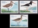 Färsaaret 1977 - Faroe Islands birds (3) Färsaaret 1977 - Faroe Islands birds (3)