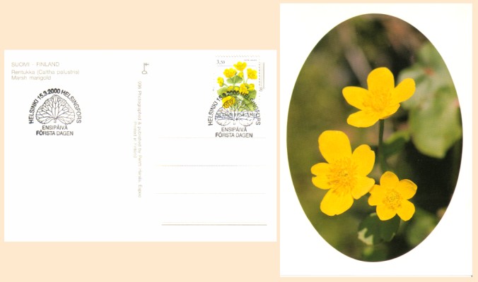 Finland 2000 - Caltha palustris postcard FDC