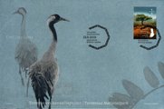 Suomi 2010 - Torronsuon kansallispuisto FDC Suomi 2010 - Torronsuon kansallispuisto FDC