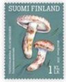 Finland 2016 - Edible mushrooms 2/5 - Pine mushroom (Tricholoma matsutake) Finland 2016 - Edible mushrooms 2/5 - Pine mushroom (Tricholoma matsutake)