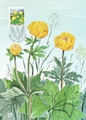 Finland - Trollius europaeus maxicard