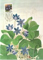 Finland - Hepatica maxicard