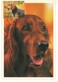 Finland - Dogs maxicard