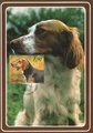 Finland - Dogs maxicard