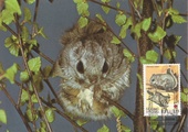 Finland - Siberian flying squirrel maxi card