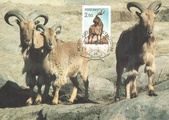 Finland - Ungulates maxi card