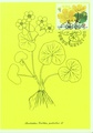 Finland - Flowers maicard marsh marigold