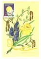 Finland - Flowers maxi card daffodil