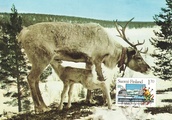 Finland - Domestic travel maxi card Lapland 28124