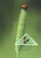 Finland - Ladybug maxicard