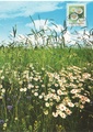 Finland - Flowers Oxeye daisy Maxicard
