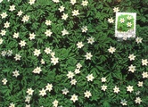 Finland 1990 - Flowers Wood anemone Maxicard