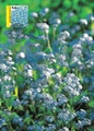 Finland - flowers Myosotis scorpioides Maxicard