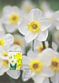 Finland - Easter Spring flowers Maxicard