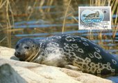 Finland 1986 - Maxicard Eurooppa CEPT 1986 Saimaa ringed seal