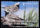 Finland 2001 - White Wagtail