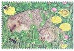 Finland 2003 - Summer in garden 6/6 - European Hedgehog