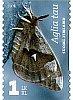 Finland 2008 - Moths 2/3 - Tau Emperor Finland 2008 - Moths 2/3 - Tau Emperor