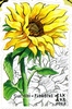 Finland 2012 - Sunflowers 2/2