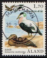 Merilintuja 1,70 Haahka - Mariehamn 30.3.87 (esimerkkikuva)