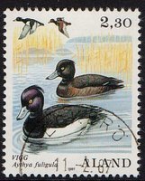Merilintuja 2,30 Tukkasotka - Eckerö 11.2.87 (esimerkkikuva)