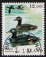 Merilintuja 12,00 Pilkkasiipi - Brändö Åland 2.1.87 (esimerkkikuva)