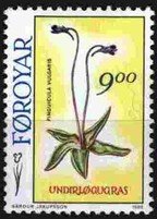 Faroe Islands flowers 4/4 - 9k Pinguicula vulgaris (esimerkkikuva)