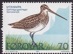 Faroe Islands birds - Common Snipe (esimerkkikuva)