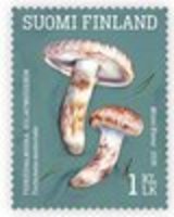 Ruokasieniä 2/5 - Tuoksuvalmuska (Tricholoma matsutake) (esimerkkikuva)
