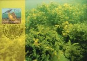 Maxicard History of Gulf of Finland - Underwater Marine fauna (sample image)