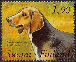 Kenneltoiminta 4/4 - Suomenajokoira (esimerkkikuva)