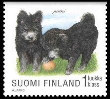 Koiranpentuja 2/8 - Pumi (esimerkkikuva)