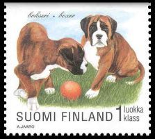 Koiranpentuja 3/8 - Bokseri (esimerkkikuva)