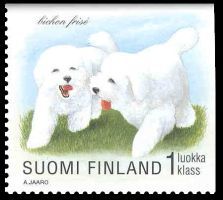 Koiranpentuja 4/8 - Bichon Frisé (esimerkkikuva)
