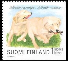 Koiranpentuja 8/8 - Labradorinnoutaja (esimerkkikuva)
