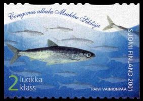 Maakuntakalat - Muikku (esimerkkikuva)