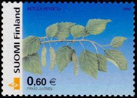 Puita - 0,60e Koivu (esimerkkikuva)