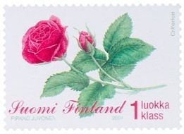 Ruusu (esimerkkikuva)