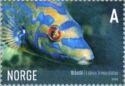 Marine life IV 2/2 - Cuckoo Wrasse (esimerkkikuva)
