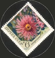Flowers - 6k Dahlia (esimerkkikuva)