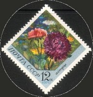Flowers - 12k Aster (esimerkkikuva)