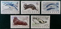 Sea Mammals (5) (esimerkkikuva)