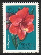 Flowers - 12k Amaryllis (esimerkkikuva)