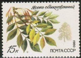 Protected Trees and Shrubs - 15k European ash (esimerkkikuva)