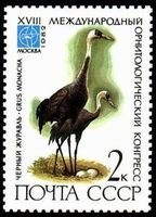 Rare birds - 2k Grus Monacha (esimerkkikuva)