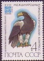 Rare birds - 4k Haliaeetus pelagicus (esimerkkikuva)