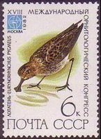 Rare birds - 6k Eurynorhynchus (esimerkkikuva)