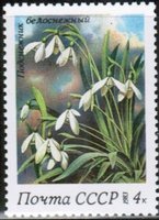 Spring Flowers - 4k Snowdrops (Galanthus nivalis) (sample image)